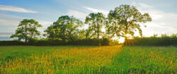 Green landscape of trees and grass