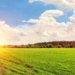 Green Fields